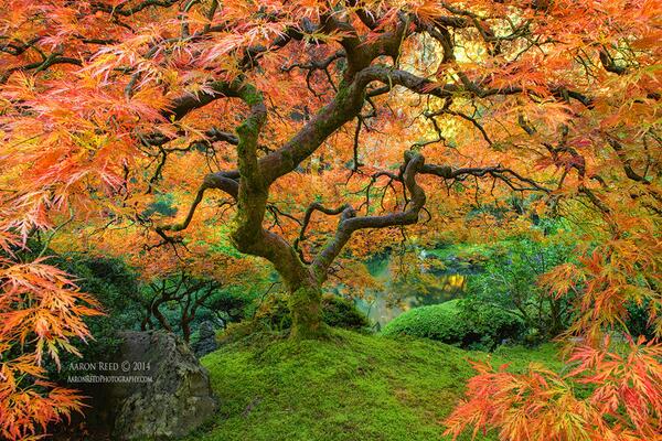 Viken_shrestha's tweet photo. Firebird by AaronReedPhotography #Photography #Landscape http://t.co/OegVe6TbpM