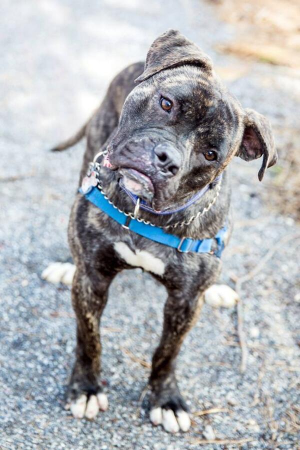 Rumson, American Bull Dog, free adoptions, AHS, TF  11-5 TODAY