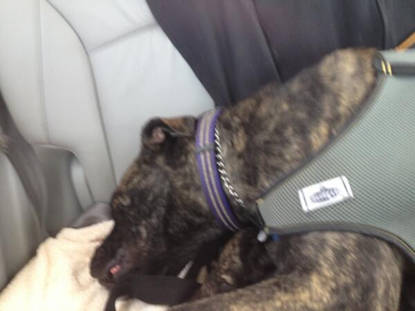 Rumson, American Bull Dog, free adoptions, AHS, TF  11-5 TODAY