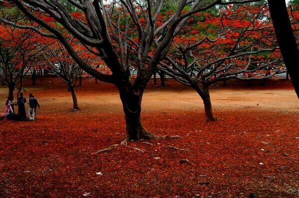 reddyravikumar4's tweet image. @@Avanimodi