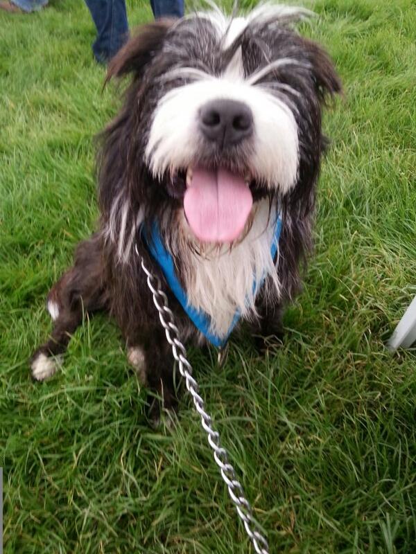 Leeds Dog Walks tweet media