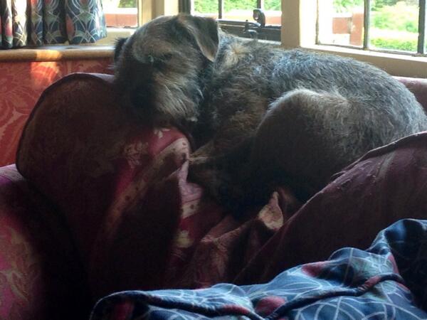LittleGregor_BT's tweet photo. Nothing quite so good as a Sunday snooze on the back of MY chair. The Woman claims I've recked it-it's a mere dent... http://t.co/XXAHJInozV