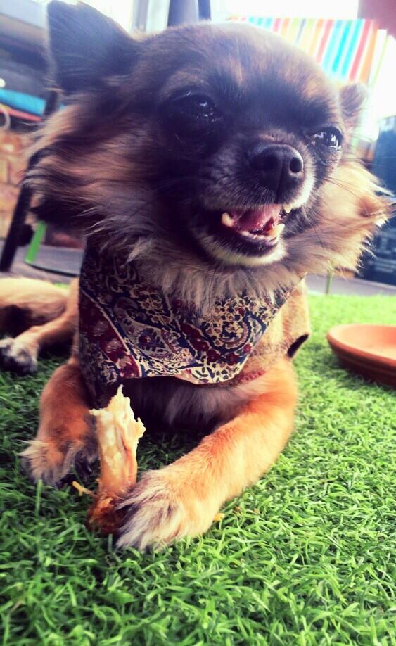 Tilly&Teddy tweet media