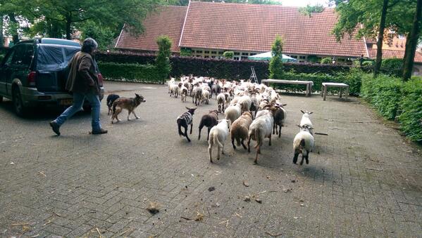 TanteSien's tweet photo. En de schaapjes gaan weer huiswaarts... Tante Sien zegt: "Schaapjes bedankt!" http://t.co/goYSUfjoHP