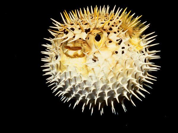 NASA's tweet photo. We're creating new technology for flights to Mars by mimicking the behavior of Pufferfish: http://t.co/VB71X2HMyw  http://t.co/cqDxKSADKk