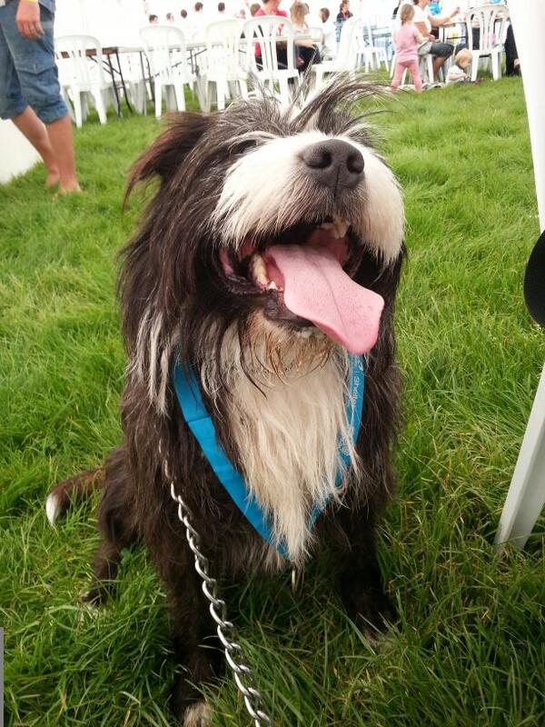 Leeds Dog Walks tweet media