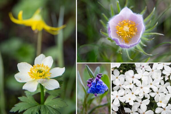 StampTEG's tweet photo. Nice! "@YellowstoneNPS: A bouquet of spring wildflowers for our followers: thanks for being a part of Yellowstone. http://t.co/Ho5ONzjDgW"
