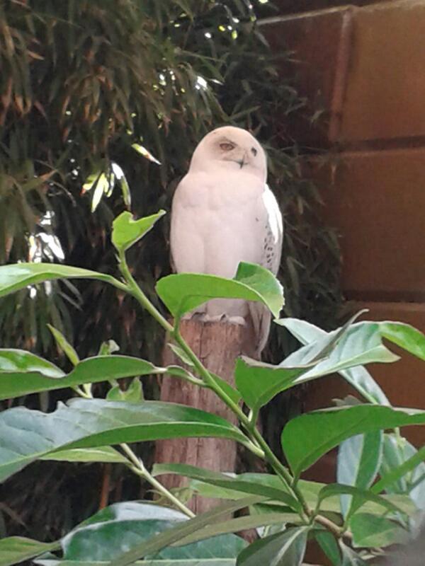 stackwoodmarcus's tweet image. Ooc: me super happy!!