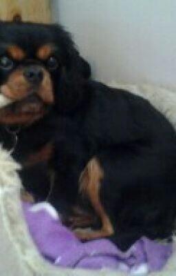 ComKitkitkat's tweet image. You should read "Doggy diary." on #wattpad #ShortStory wattpad.com/story/17185347…