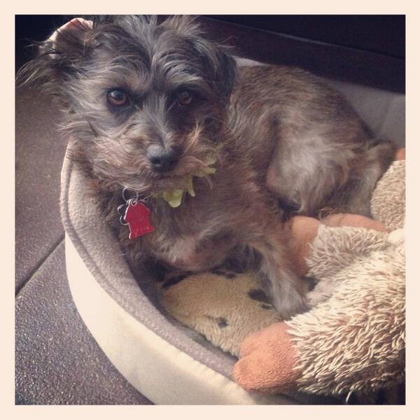 JLust1022's tweet image. Someone had a rough night.  #morningface #puppy #cutedogface #dog #puppies #sundaymorning #love @TheEllenShow @dogtv