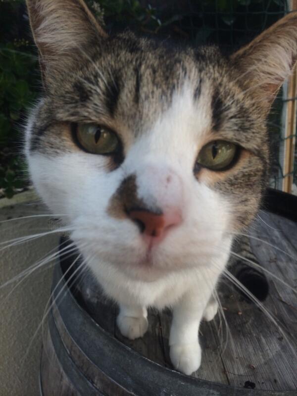 Sarah Heffernan Hefferlump68 Twitter