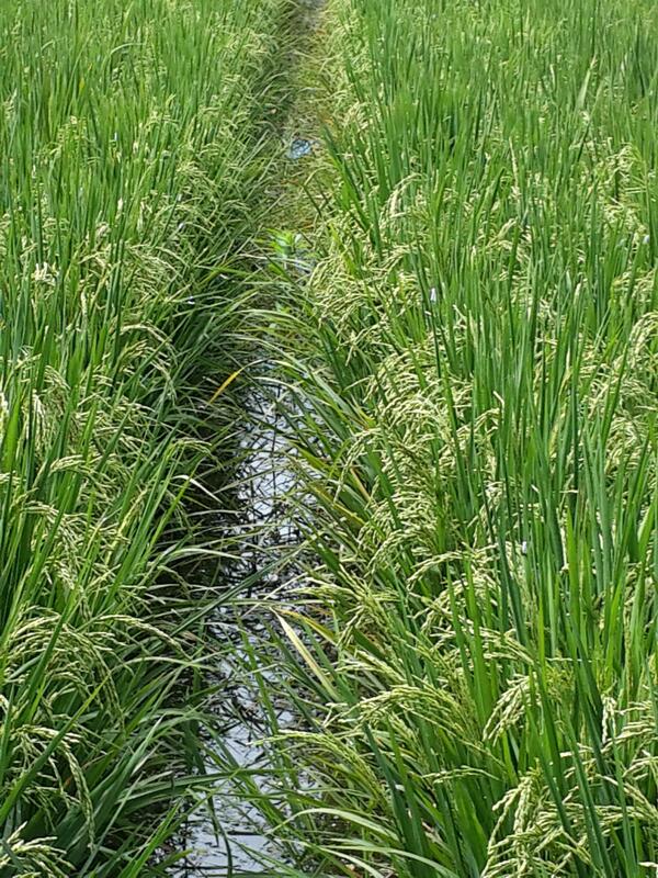 CAmericaRice's tweet photo. Getting ready for harvest http://t.co/5XvcSwvSTt