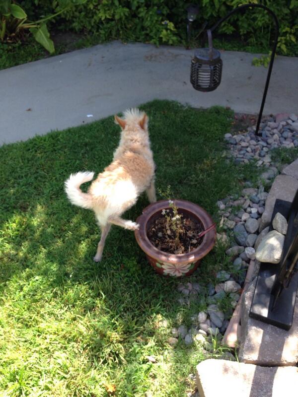 BridgeGardiner's tweet photo. Apparently I am not the only one watering the garden... http://t.co/j9P6pDMVTf