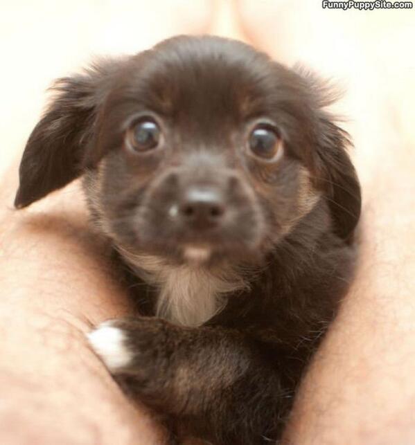 キュートなカメラ目線