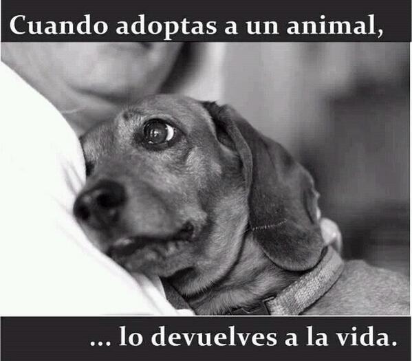 DankroftK9's tweet photo. Ellos solo saben dar... #amorincondicional#ADOPTA #nocompresadopta http://t.co/IZ8W19eKP5