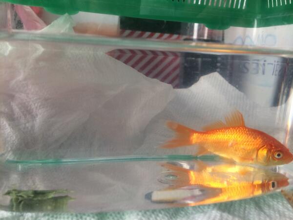 russellthefish's tweet photo. Don't even wanna look at good right now... Raged too hard last night. http://t.co/3DkxkZDZKr