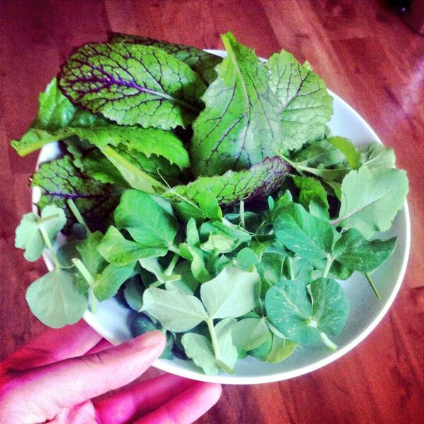 Foodiegarden's tweet photo. Tasty garden salad - mustard, pea shoots and spicy mix http://t.co/cTuC1m5cbk