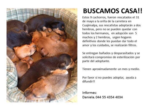almar1505's tweet photo. En adopción! X favor ayuda a difundir! Urge!  @LaRomaDF http://t.co/sQyfqpUBU3