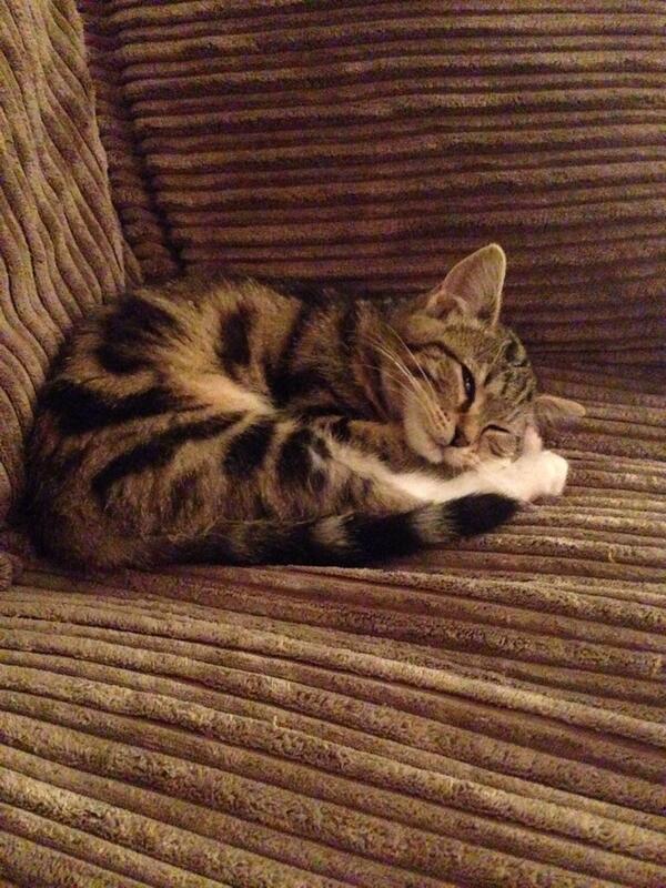 angharad87's tweet photo. Simba the spy cat #sneaky http://t.co/ltD8FVAuQp