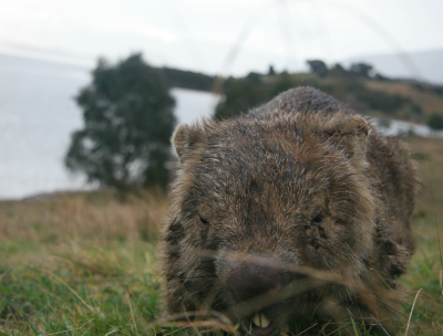ElmCottageTumut's tweet photo. After a holiday in the true Australian countryside, with Aussie wildlife? http://t.co/kaekzUBfyV