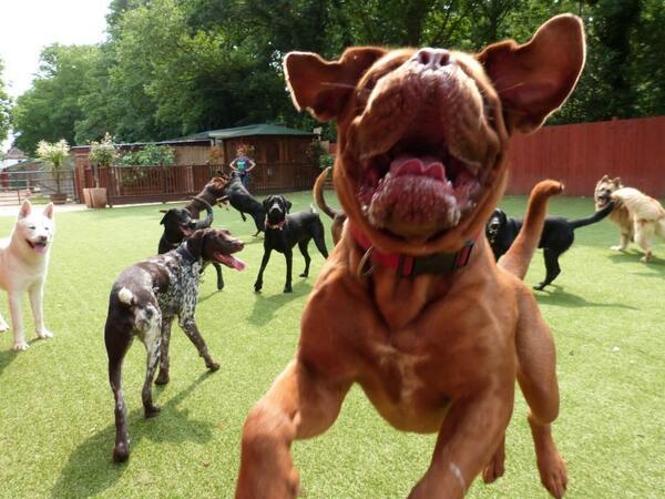 Doris Dogue tweet media
