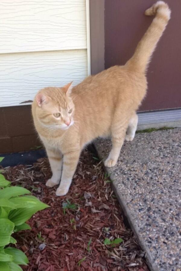 kwinter32's tweet photo. Seriously if anyone sees this guy hangin around hwy 55 west of Watkins, please please please let me know! http://t.co/r0kHS4Csce