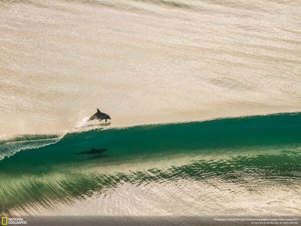 NatGeoTravel's tweet photo. Two dolphins race playfully across a wave in Australia #tpc2014 http://t.co/uzsU4CU8UG http://t.co/dwJULFIpUa