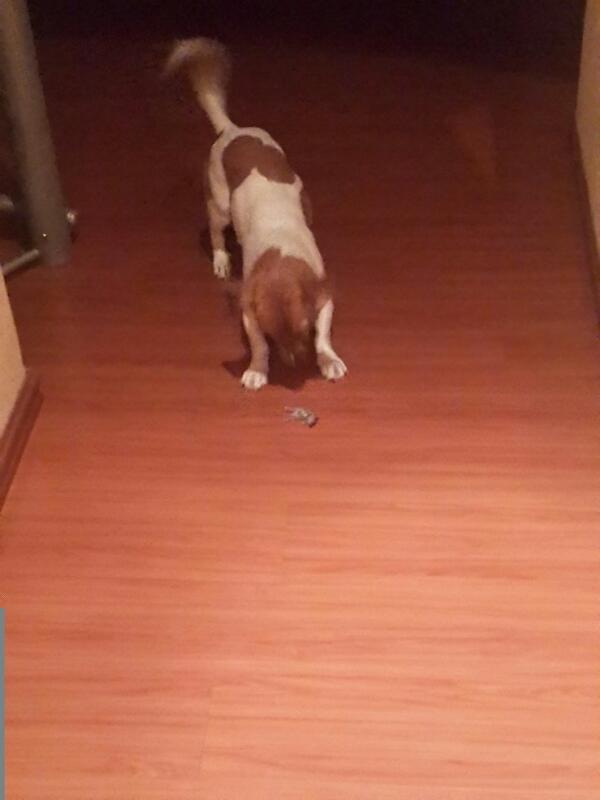 Peter_Bos6's tweet photo. The fierce hunter geezy. http://t.co/qJXPFh1RoT
