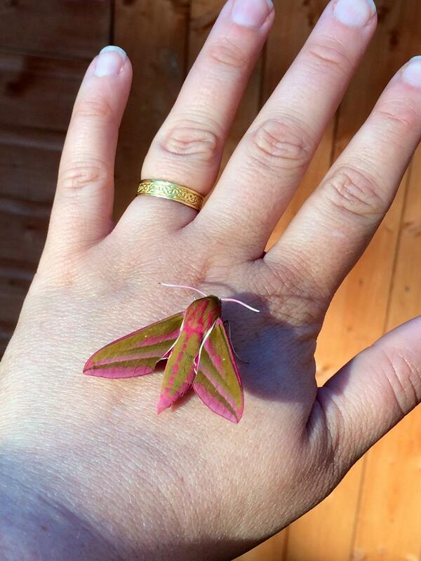 Isn't it a very glamorous moth? #moths #ElephantHawkMoth