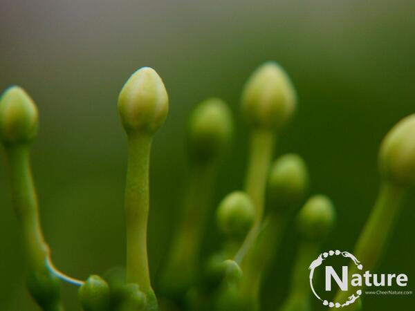 CheerNature's tweet photo. Jasmine buds seems to represent "Hope" for a better #Future &amp; better #environment #MondayMotivation http://t.co/VTBiptAuNo