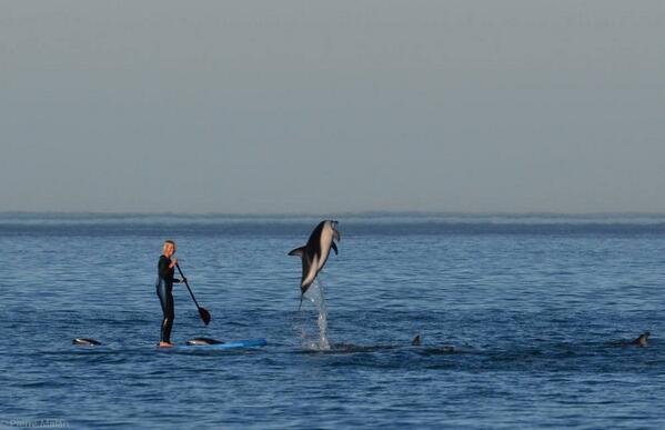 In Cape Town the dolphins jump for joy! Pic via: Paolo Lupini #paddleboarding #capetown #dolphin
