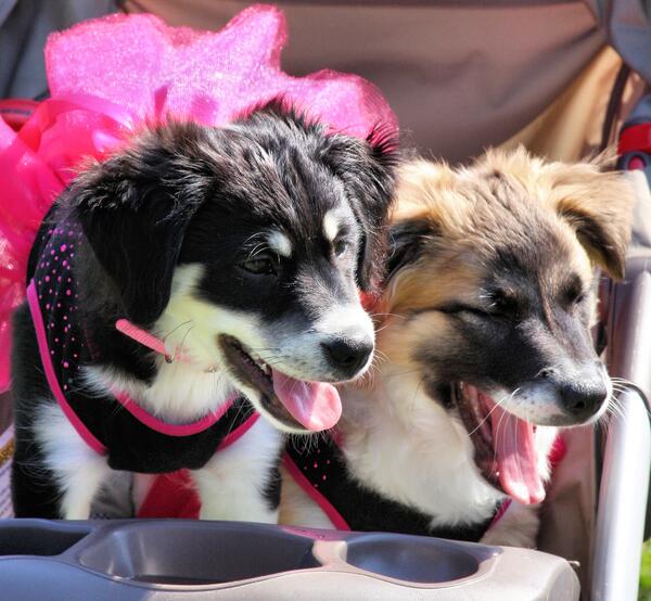 VictoriaChristi's tweet photo. My sweet Holly &amp; Noel at the McKamey Animal Center's Doggie Egg Hunt recently. Noel is laughing at another's costume. http://t.co/KeizX34Irc