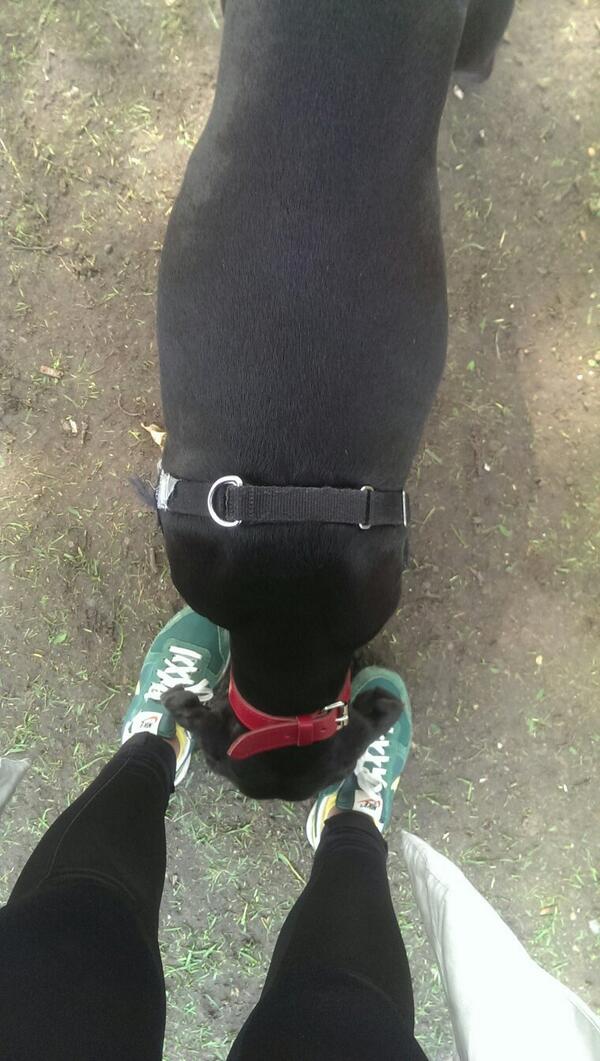 yoosoyedith's tweet image. Is waiting 15mins for the dog Park to be free what life has come to?.... #DogWalkerProblems