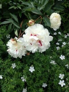 Celia D 🇨🇦🇬🇧 🇪🇺London voted to #Remain 💚 tweet media