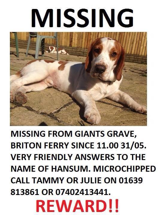 HANSUM - LOST Sat 31/5 from Briton Ferry area near Neath, South Wales (SA11) Pls RT doglost.co.uk/dog-blog.php?d…
