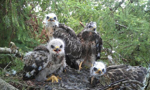Tweede keer in 20 jaar ring en klimwerk dat ik een buizerd aantref met 4 jongen in #kuinderbos. #Goedmuizenjaar