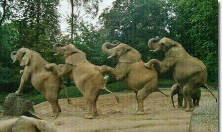 LqsaVioleta12's tweet photo. YA CELEBRANDO EL ABANDONO DEL REY #ElReyAbdica http://t.co/DiNyt6elJI