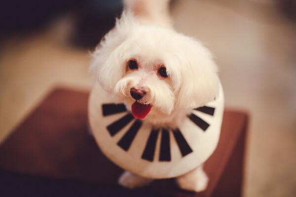 sofarsounds's tweet photo. Another excellent shot of our @SofarMNL furry friend, @DaisyTorralba! Photo by Karen De La Fuente. #SofarPets http://t.co/AOJ9uRvvIN