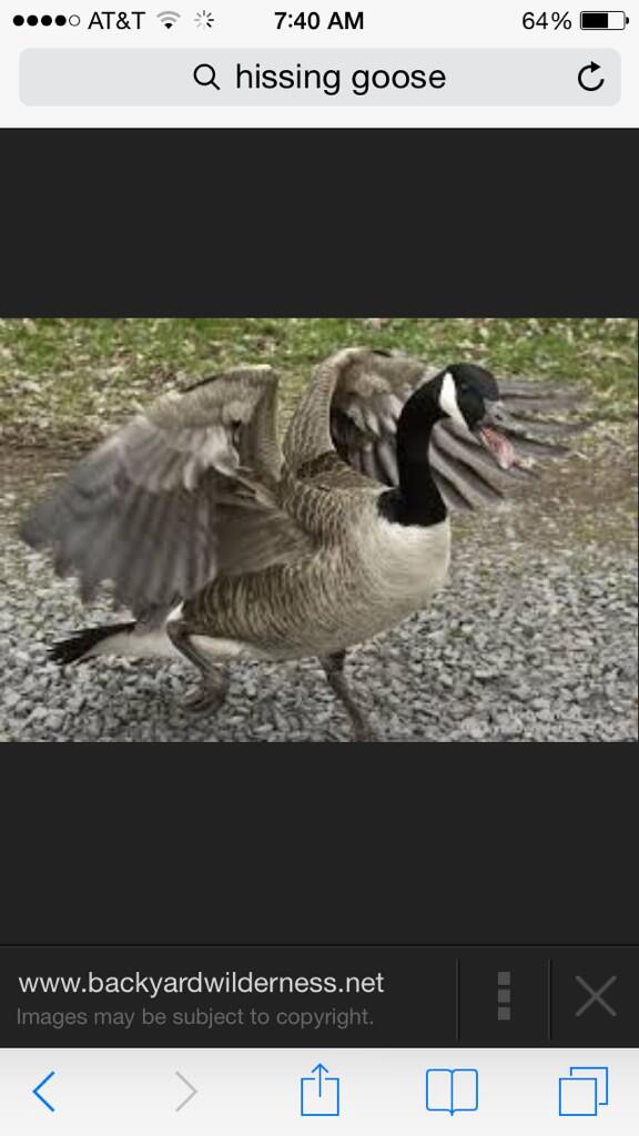 millschelsea's tweet photo. As I was taking my detour around the geese today this is what I saw. I might have peed myself. http://t.co/LhV9nfSe0j