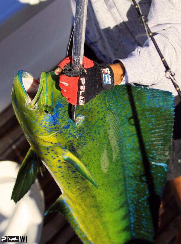 GoShayGo's tweet photo. On are boat breathe real deep we a mahi-mahi http://t.co/UvWlPWHk2H
