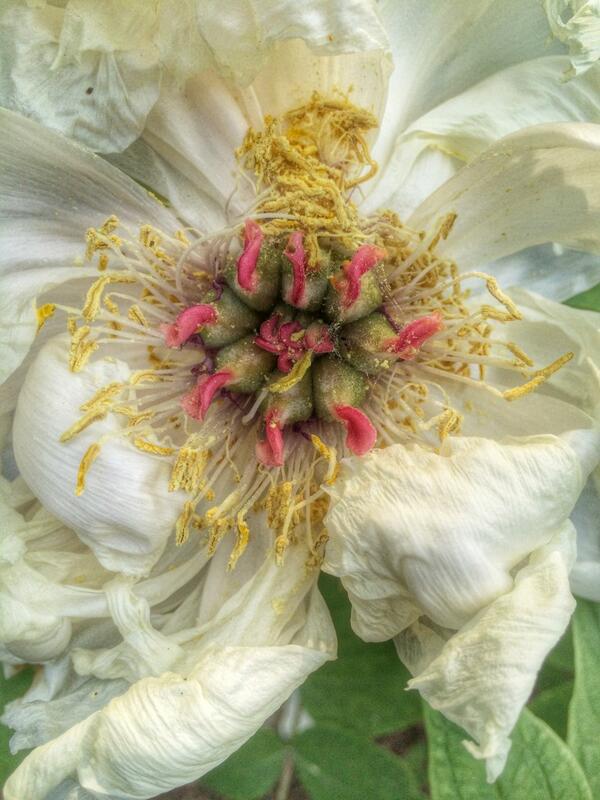 editionsprint's tweet photo. Print worthy pollen producers (as my sneezing can confirm) at #highlandpark #roccity #Rochester http://t.co/uW2v1OCFqz