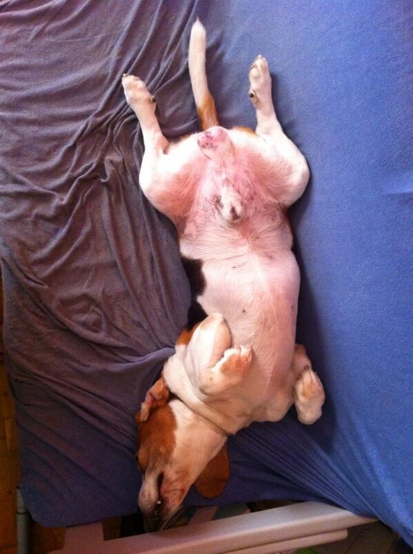 Who doesn't like sleeping upside down???