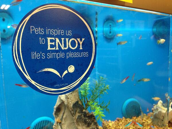 Petsmart2169's tweet photo. We're inspired everyday! How are you #inspiredbypets #ecpetm #teamNGA http://t.co/EmjNKtnPUr
