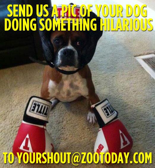 ZOO's tweet photo. Send us a funny pic of your pet dog to yourshout@zootoday.com, and it could go in the mag! http://t.co/a67cXbt6pQ