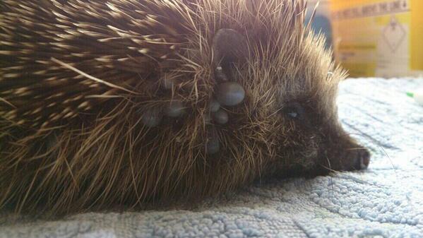 Damson House Vets tweet media