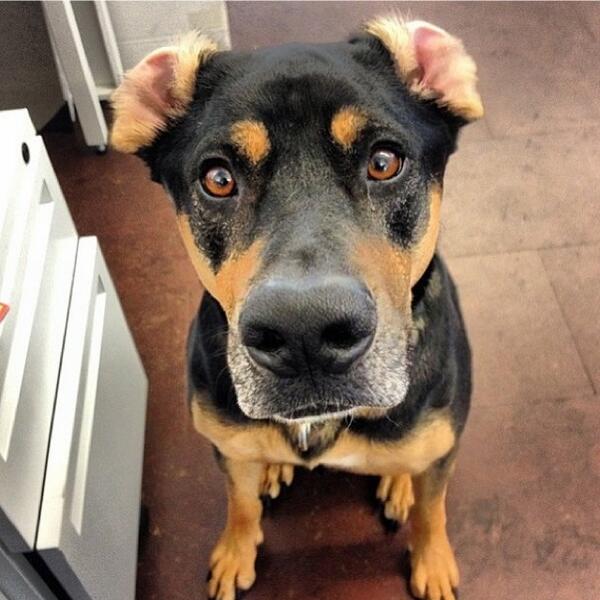 See who inspires PETA staffers every day &amp; how YOU can help save animals too: peta.vg/1fy6 #PETAlife