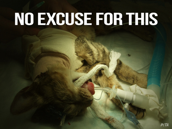 PETAUK's tweet photo. SHARE if you are against testing on ANY animal. 

https://t.co/buvG3TNCuK