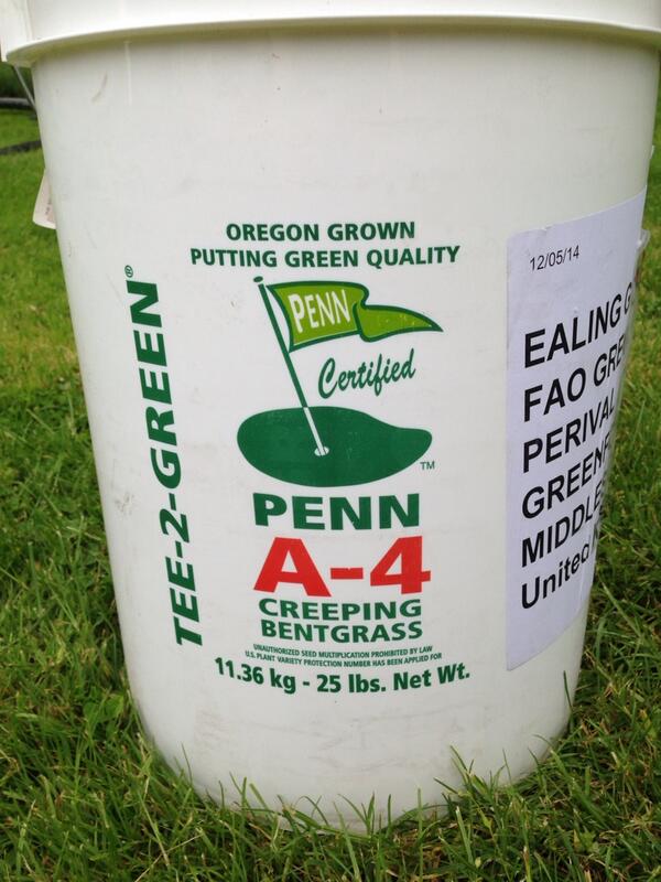 gregevansmg's tweet image. So cores all down.Next stage a roll with hand mower and see A4 creeping bent seed.Then feed and water! #chippinggreen