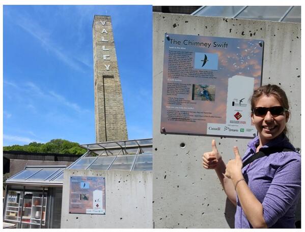 KylaMak's tweet image. Awesome collaboration for #Toronto #SwiftWatch @BirdStudiesCan w @EvergreenCanada @TDFEF @MNRcentral @environmentca !