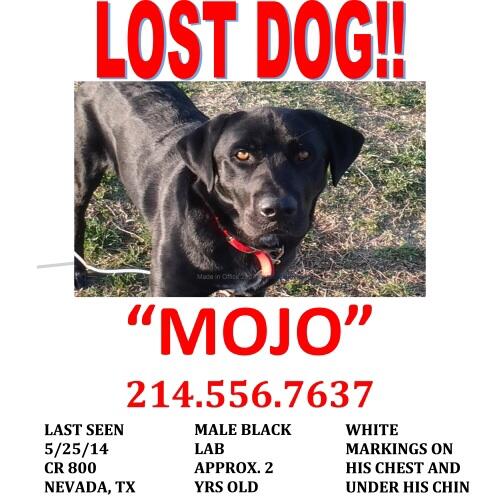 LPD7401's tweet photo. We received this lost pet notice at the police station. If you see Mojo call 214-556-7637 http://t.co/l7QNkI7EYQ